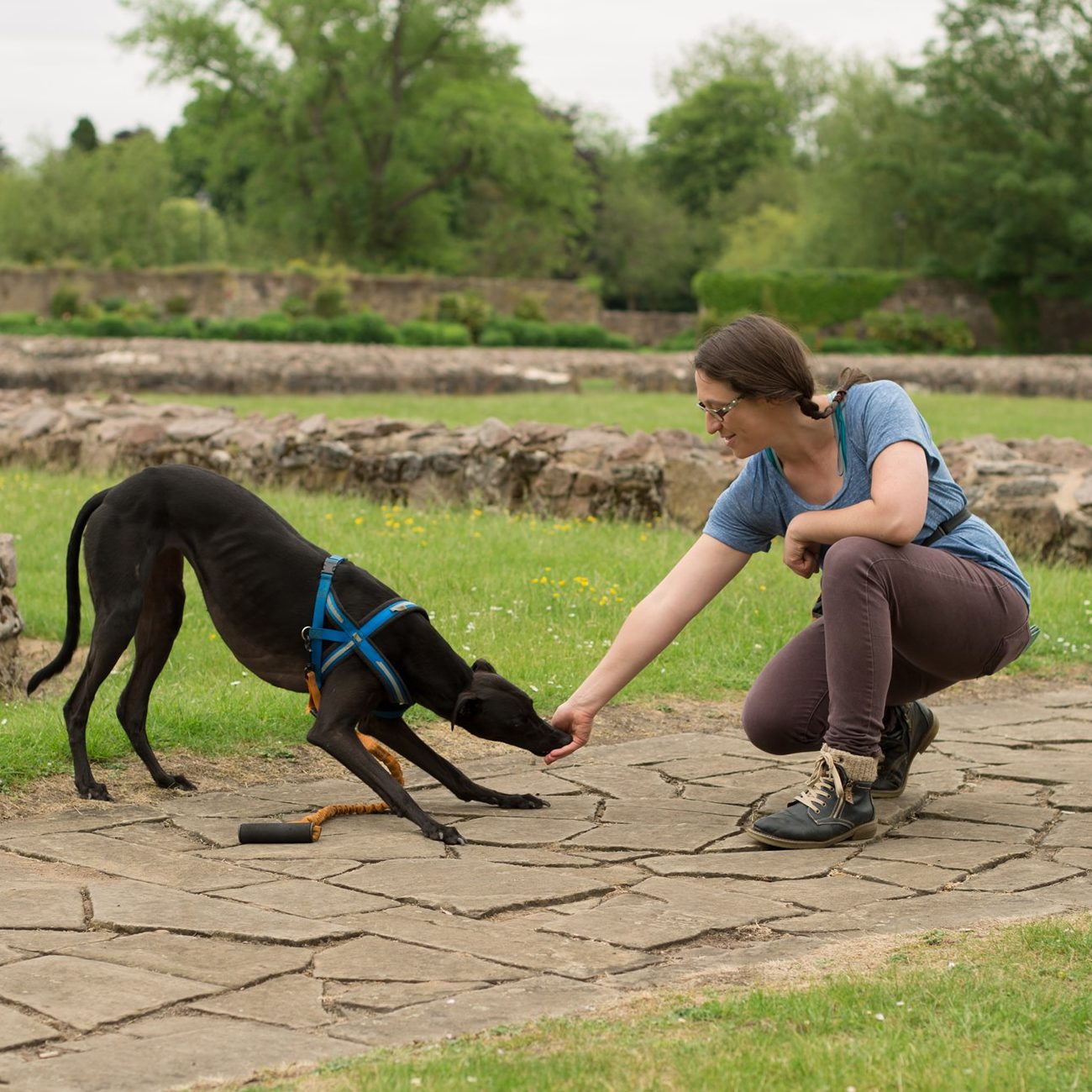 The Good Dog Life - Outdoor Dog Training