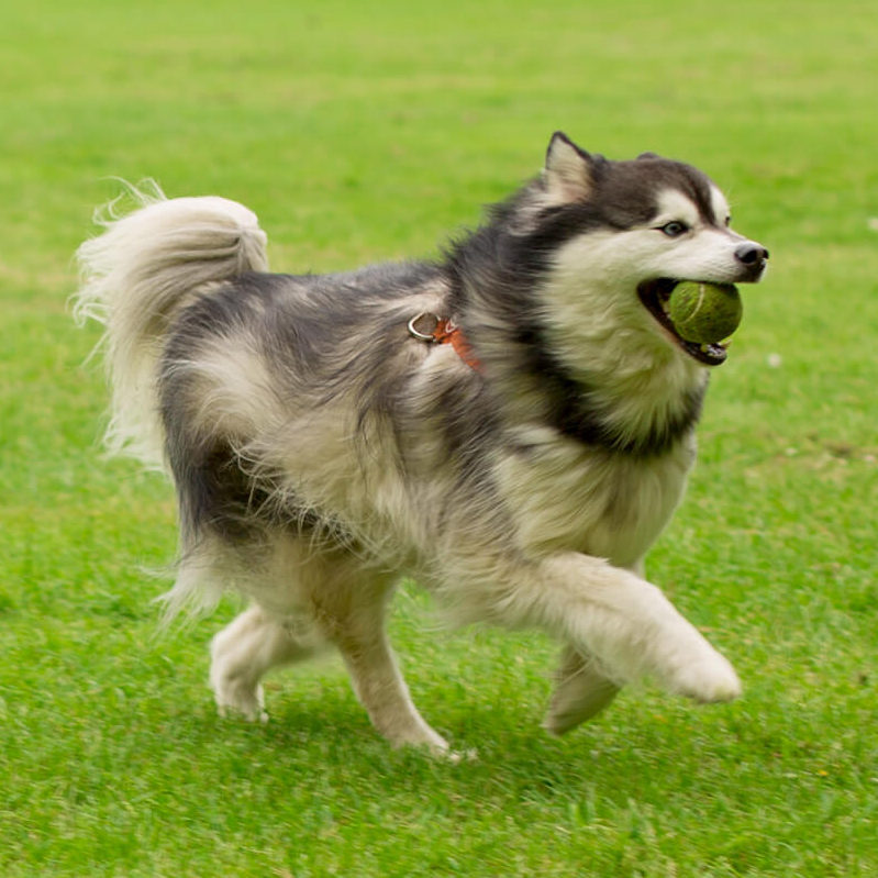 Dog Training with toys